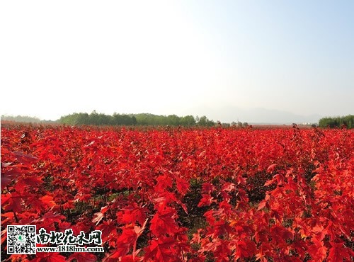 美国红枫图片2