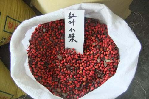 红叶小檗莳植