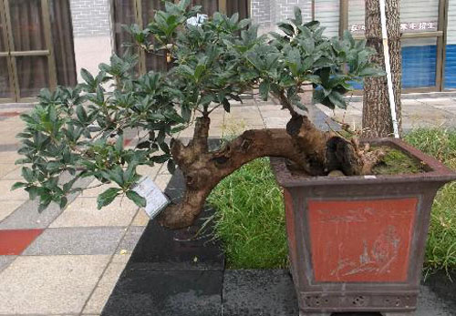 木樨盆栽图片