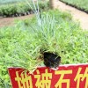 地被石竹 供给优良石竹