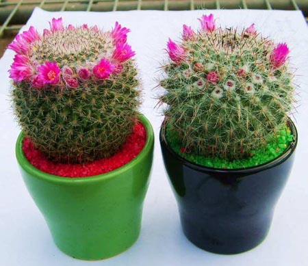 神仙球花语