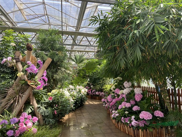 花大色艳的绣球花营建的展区景观 - 复件.jpg