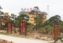 大型外型黑松基地——宿迁市春晓景观工程无限公司