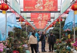 2024沭阳年宵花市场逐步炽热！